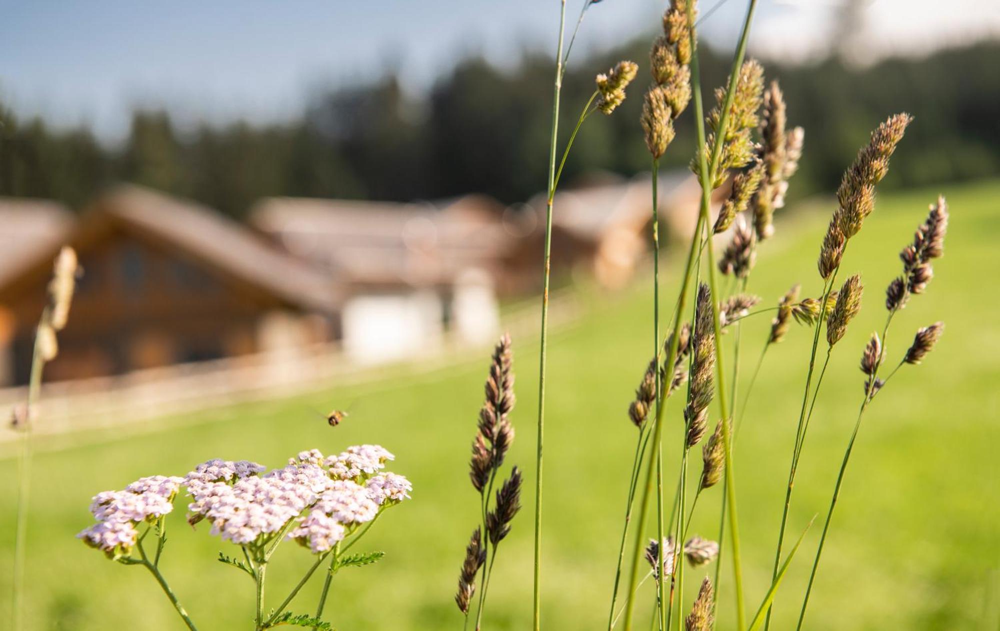 Lerchpeuntgut Alpenfreud Apartments Tamsweg Luaran gambar
